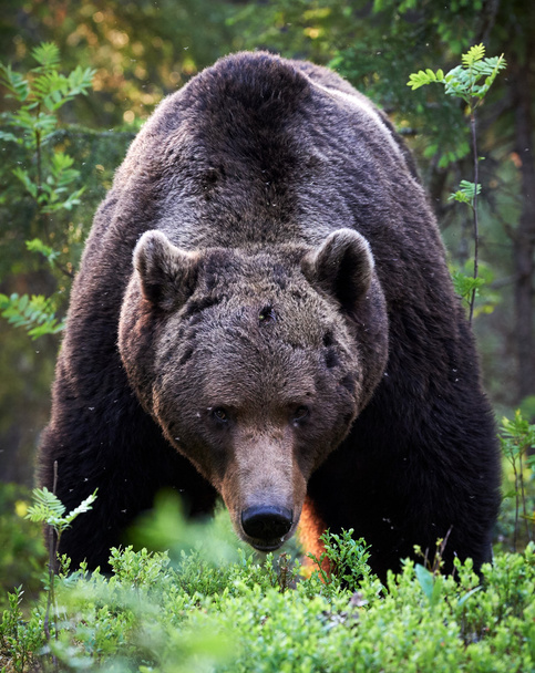 mužské medvěd hnědý - Fotografie, Obrázek