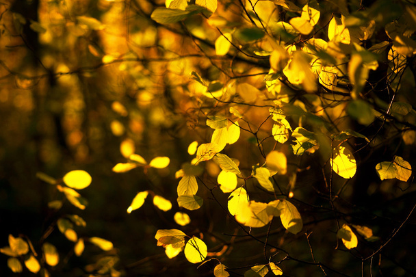 sonbaharda kireç ağacı - Fotoğraf, Görsel