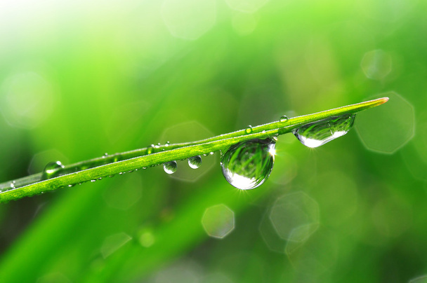 Dew drops close up - Photo, Image