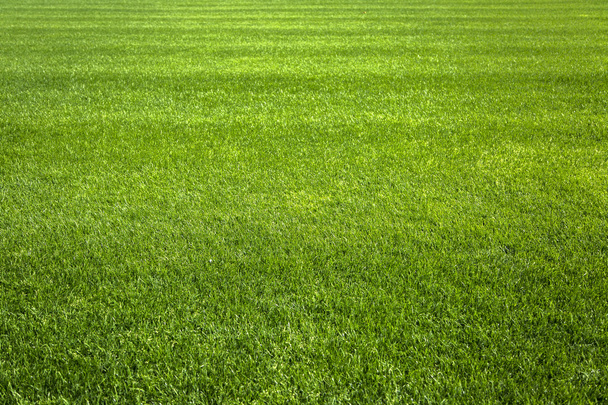 Fundo de grama verde - Foto, Imagem