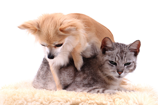 кіт і чихуахуа відпочивають
 - Фото, зображення
