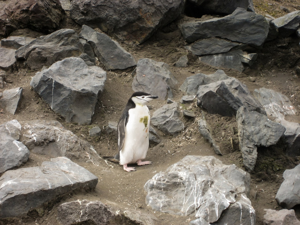 Einreiher-Pinguin auf Felsen - Foto, Bild