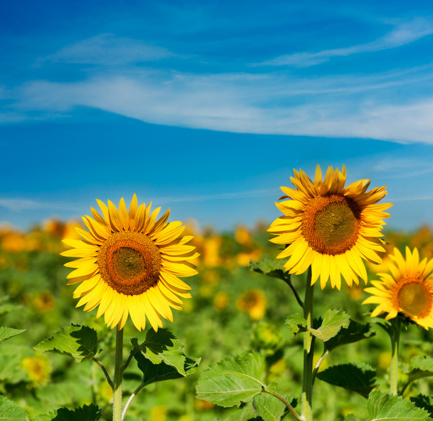 Sunflower - Photo, Image