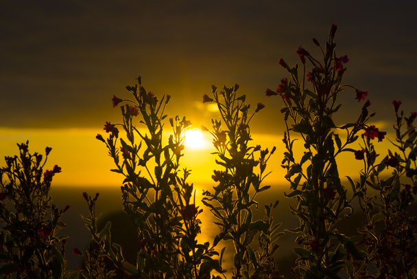 Wild atlantic cesta slunce přes divoké květiny - Fotografie, Obrázek