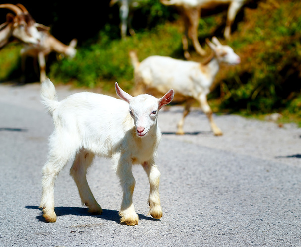 małe dziecko koza z stado kóz, chodzenie na górskiej drodze. - Zdjęcie, obraz