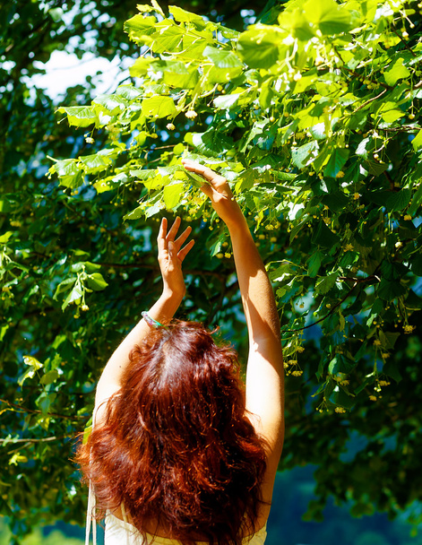 felvette a gyönyörű linden tree fowers fényes nyári napon. - Fotó, kép