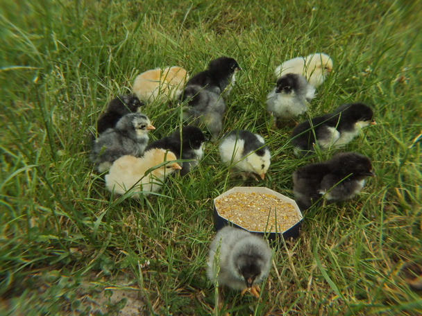 neugeborene Hühnerküken im grünen Gras - Foto, Bild
