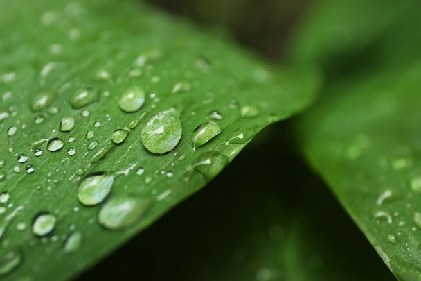 Green leaf with water drops - Foto, imagen