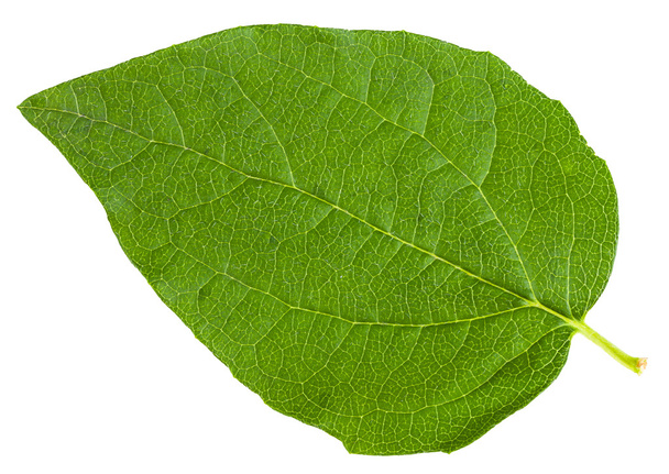 grünes Blatt des Geißblatt Strauch isoliert auf weiß - Foto, Bild