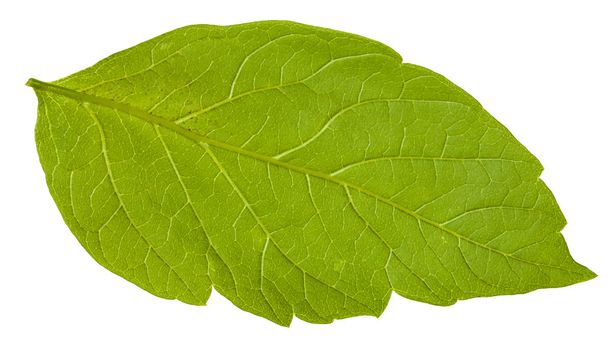 back side of green leaf of Acer negundo tree - Photo, Image