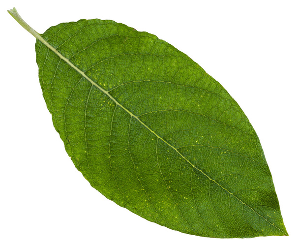 зеленый лист мелкой ивы изолирован
 - Фото, изображение