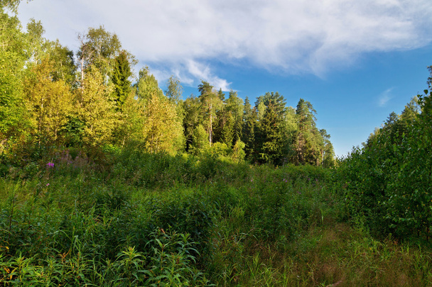 Summer forest landscape - Foto, Imagen