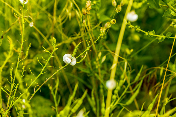 small white snails climbing on wild weeds stems - Photo, Image