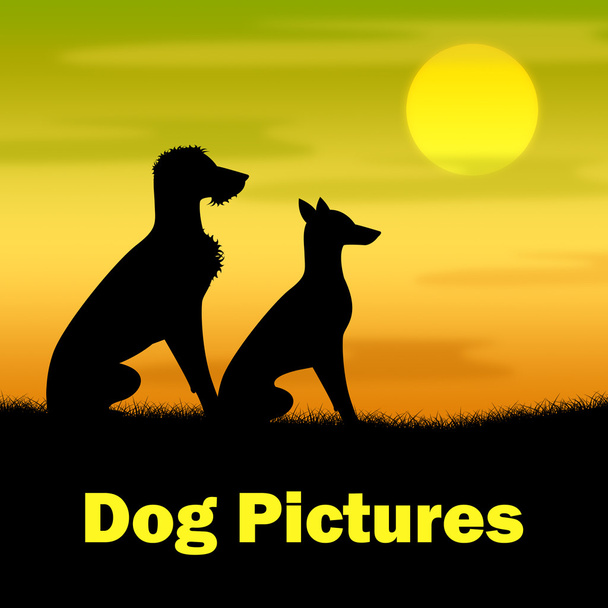 Собачьи фотографии указывают на собачьи вечера и на открытом воздухе
 - Фото, изображение