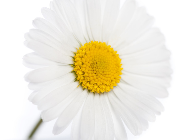 Singel daisy - Foto, afbeelding