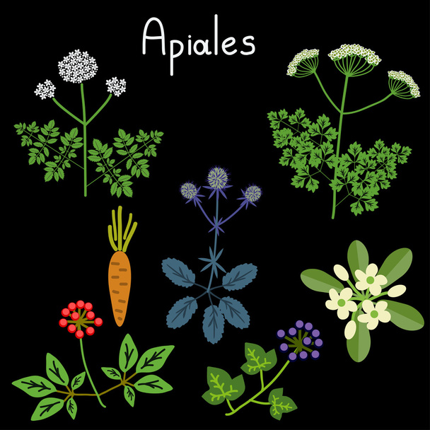 Ordem das plantas de Apiales
 - Vetor, Imagem
