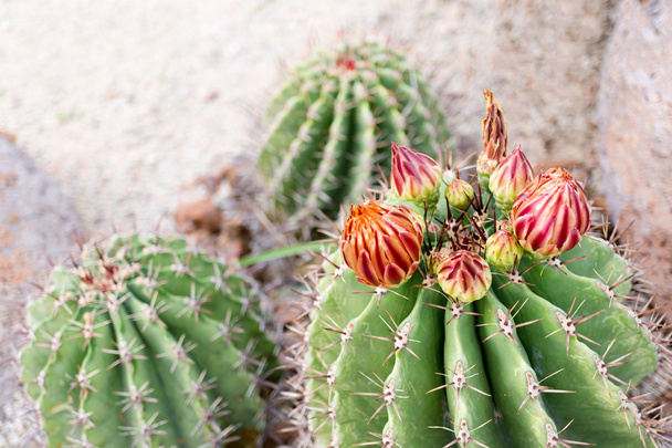 pianta di cactus in giardino - Foto, immagini