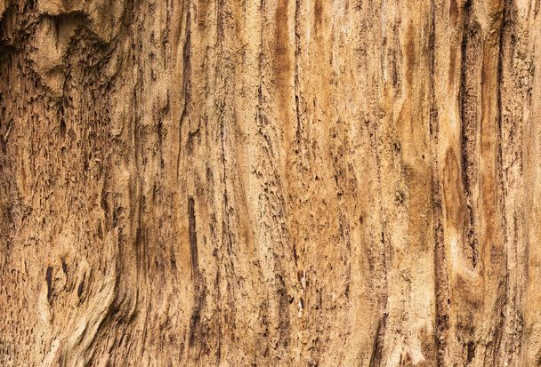 macro timber texture - Photo, image