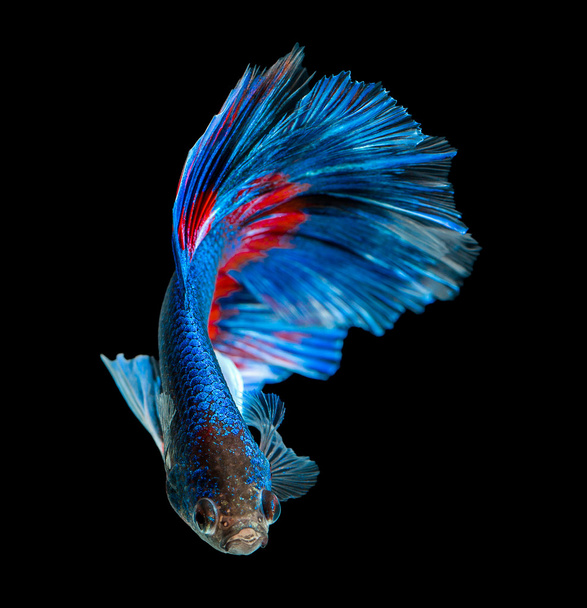 daha iyi balık, Siyam mücadele balık mavi - Fotoğraf, Görsel