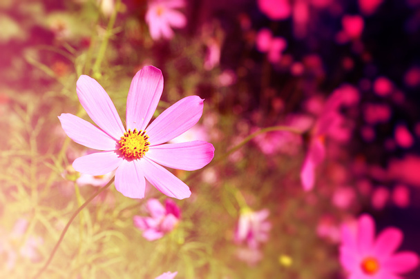 cosmos όμορφο λουλούδι - Φωτογραφία, εικόνα