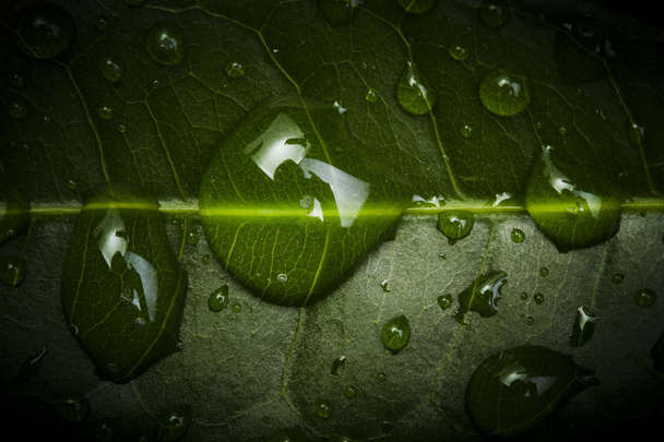 Belas gotas de água em uma folha close-up
 - Foto, Imagem