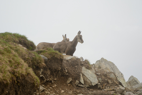 タトラ山脈の霧の中で 2 つの若いシャモア - 写真・画像