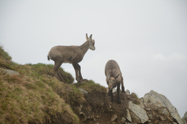 Two young chamois in fog in Tatra mountains - Photo, Image