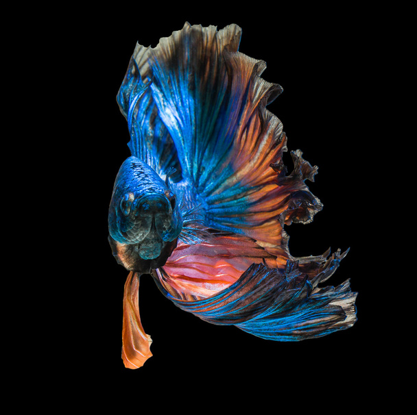 макромоторна бойова риба
 - Фото, зображення