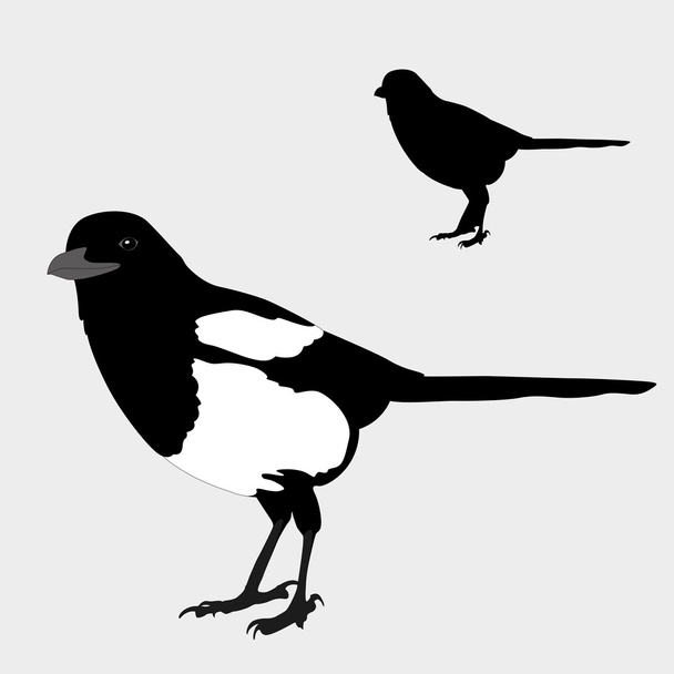 magpie realistic bird silhouette black - Vector, Image