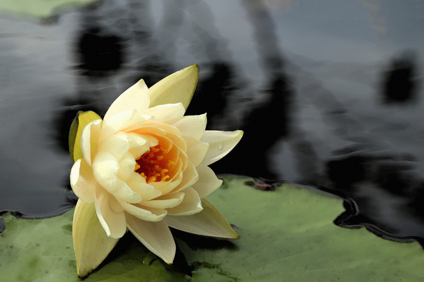 Piękne żółte lotus w stawie, akwarela na płótnie tekstury. - Zdjęcie, obraz