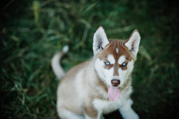 Funny Husky dog - Foto, imagen