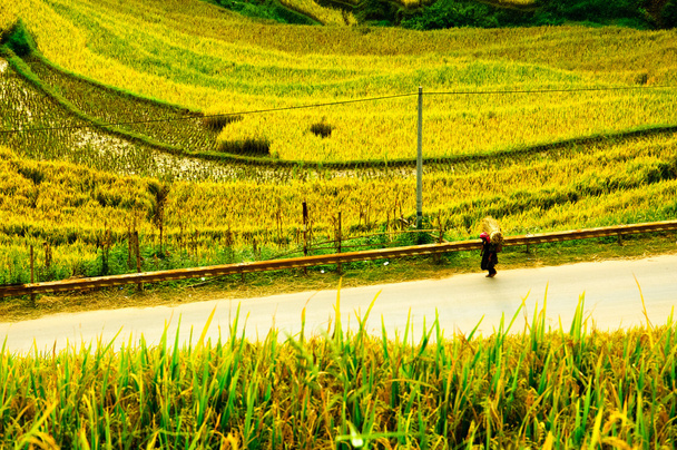Reisfelder auf Terrassen von mu cang chai, yenbai, vietnam. - Foto, Bild