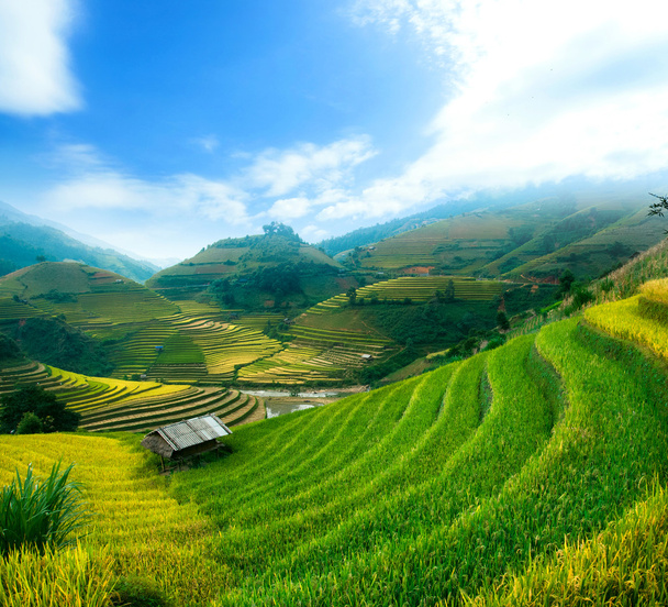 Rice fields on terraced of Mu Cang Chai, YenBai, Vietnam. - Photo, Image