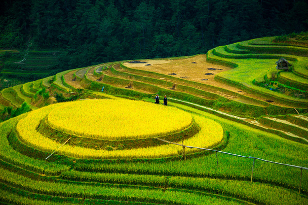 Campos de arroz en terrazas de Mu Cang Chai, YenBai, Vietnam
. - Foto, imagen