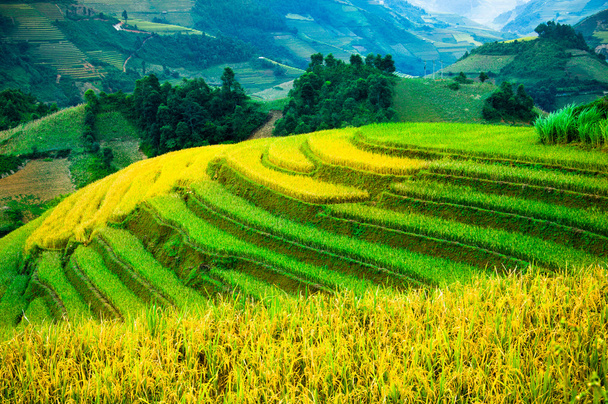 Campos de arroz en terrazas de Mu Cang Chai, YenBai, Vietnam
. - Foto, imagen