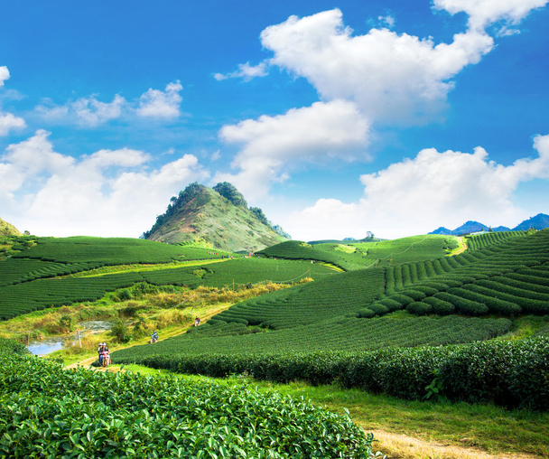 Güzellik taze yeşil çay arka plan - Fotoğraf, Görsel