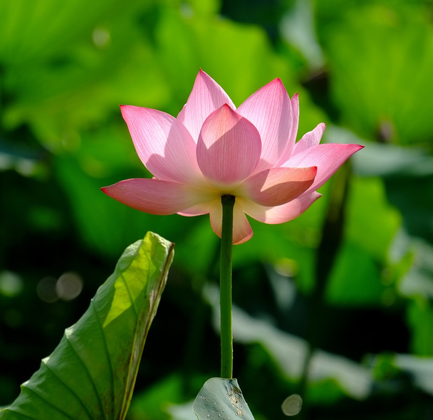Beautiful lotus flower - Foto, afbeelding