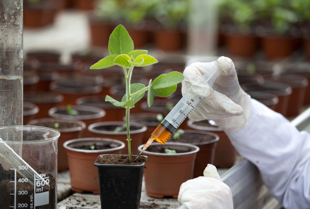 Bioloog testen groei van sprout - Foto, afbeelding
