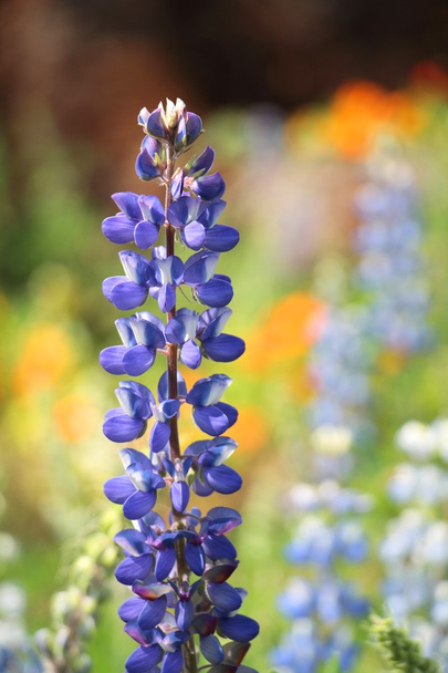 Texas Bluebonnet kwiat (Lupinus texensis) z kolorowe tło  - Zdjęcie, obraz