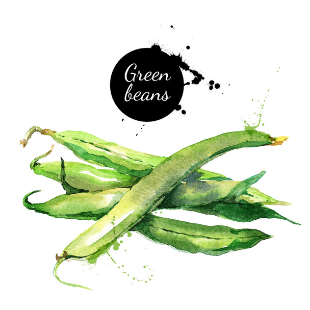 Green beans. Hand drawn watercolor painting - Vector, Image