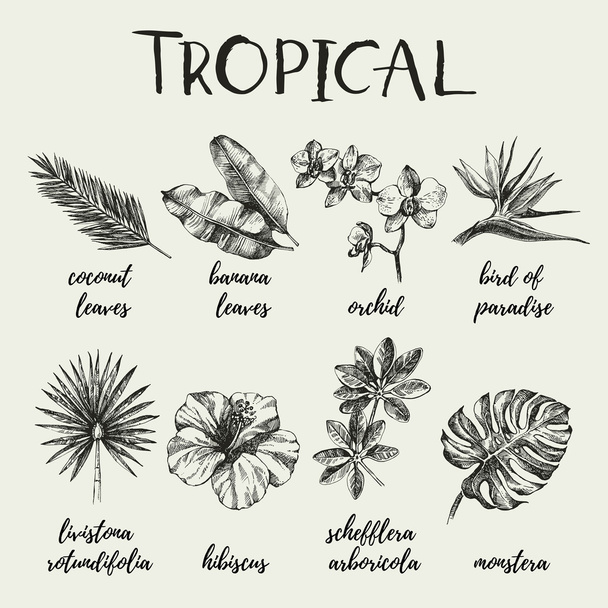 tropical plants set.  - Vector, Image