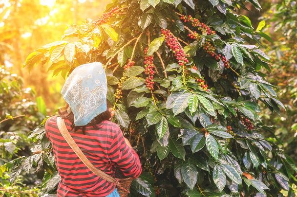 nők szedés kávé-vetőmag, a mezőgazdasági területek - Fotó, kép