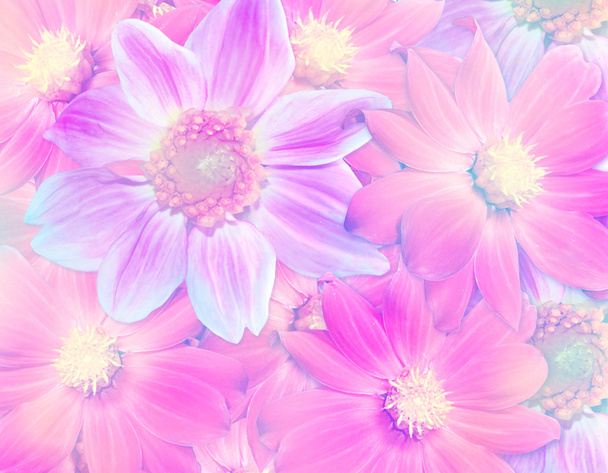  красочные осенние цветы георгины
. - Фото, изображение
