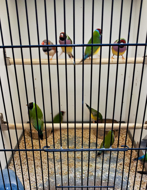 Muchas aves en una jaula
 - Foto, imagen