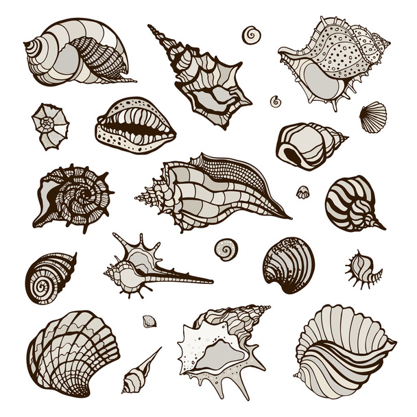 Gyűjtemény a különböző tengeri kagyló. - Vektor, kép