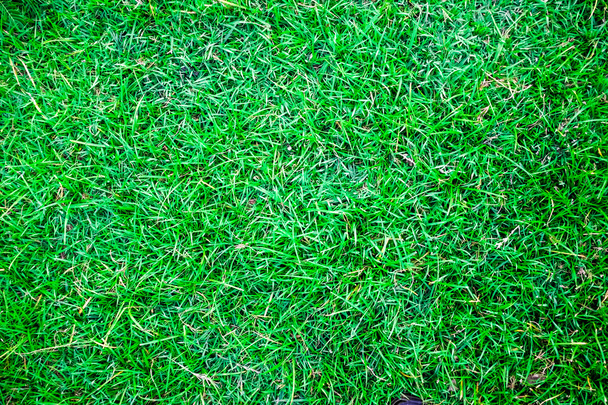 Foto van verse lente groen gras textuur achtergrond - Foto, afbeelding