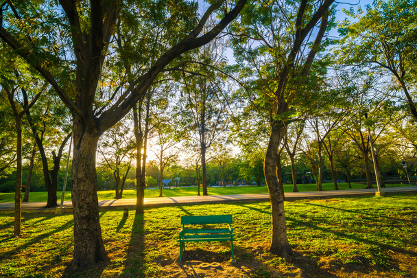 Arbre avec pelouse verte dans le parc public central temps libre dans même
 - Photo, image