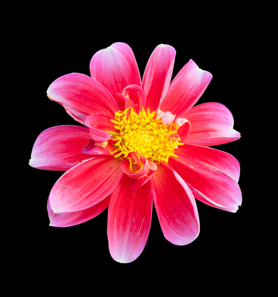 mona lisa flower pink flower spring flower  on back background - Foto, imagen