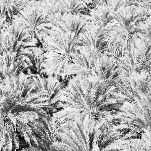 in oman garden e la coltivazione di frutti di palma dall'alto
 - Foto, immagini