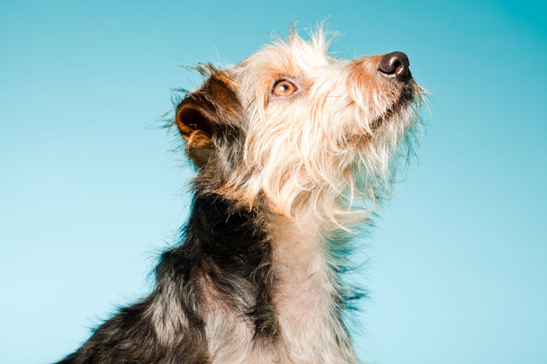 Studio portrait of cute yorkshire terrier isolated on light blue background - Zdjęcie, obraz